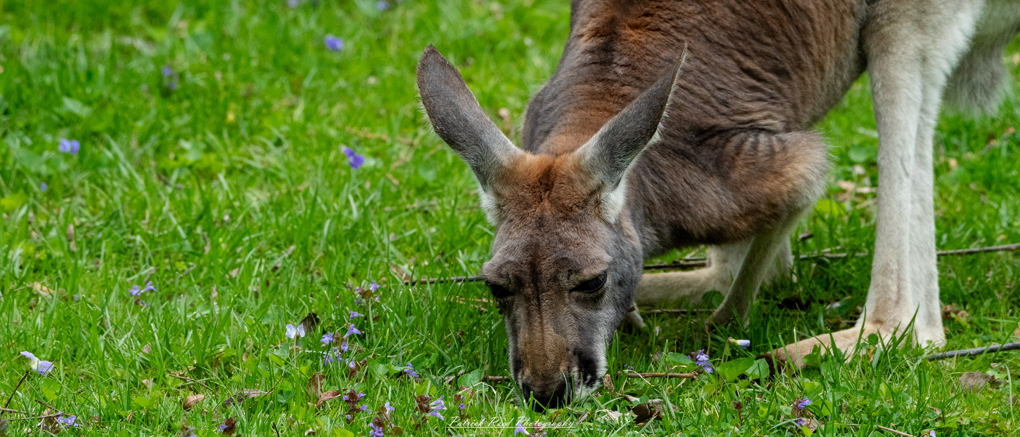Kangaroo eating grass in open grassy enclosure at the Detroit Zoo